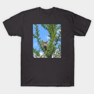 Michigan Red-Bellied Woodpecker T-Shirt